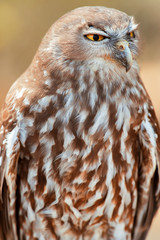 Barking owl with beautiful yellow eyes amongst nature.