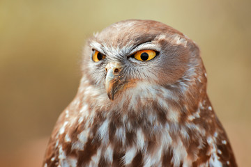 Barking owl with beautiful yellow eyes amongst nature.