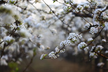 Blooming pear flower, very beautiful