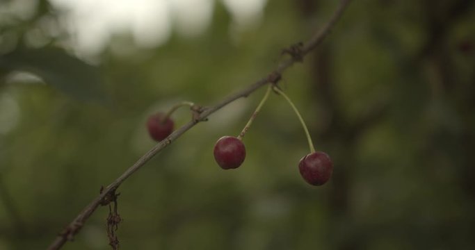 Close up on pretty cherries on the tree