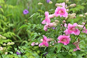 Pink flowers in the tropical