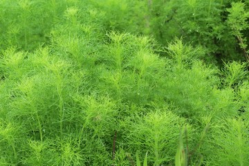 Green leaves in the tropical