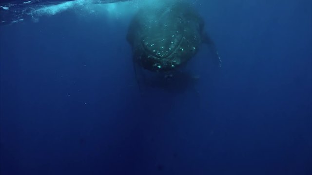 Humpback whale underwater near water surface of Pacific Ocean. Megaptera Novaeangliae whale in blue water in Tonga Polynesia.