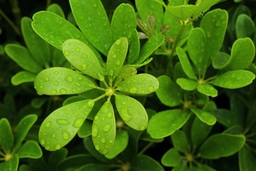 Green leaves in the tropical