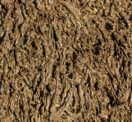 Detail of Palm tree trunk without bark as background