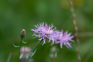 Knapweed Flowers in Bloom in Summer