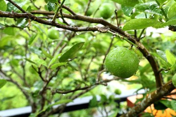 lemons tree in the tropical