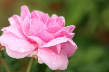 Beautiful rose in the tropical