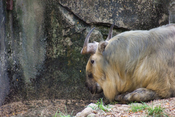 SICHUAN TAKIN or BUDORCUS TAXICOLOR standing near a fence. Laying down in the sunshine near rock wall at the waters edge