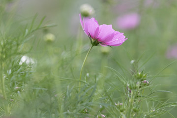 Fototapeta premium 佐倉ふるさと広場のコスモス 千葉県佐倉市