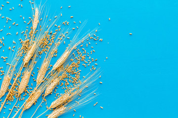 Fototapeta na wymiar Wheat or barley ears on blue background top view copy space