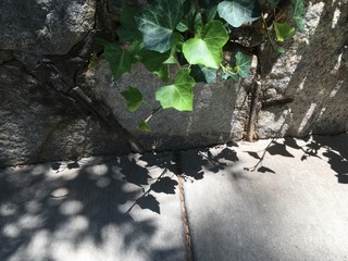 Sidewalk cracks 