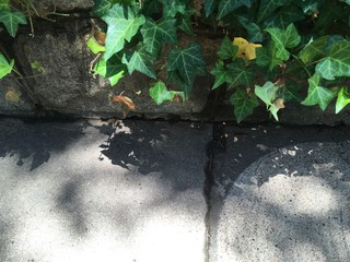 Sidewalk cracks 