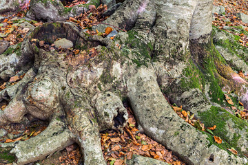 Fototapeta na wymiar Details of a beech forest in autumn