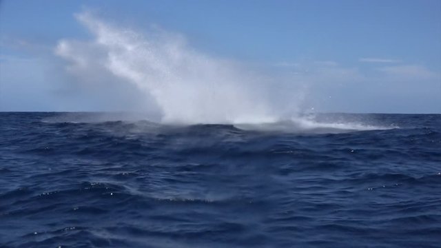 Whale emerged from water of ocean. Sea animals Megaptera Novaeangliae dives on background of water surface. Concept of giant sea animals in wild.