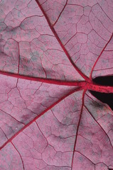 autumn leaves background