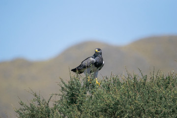 Águila mora - Geranoaetus melanoleucus