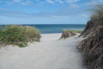 Cape Cod Dune