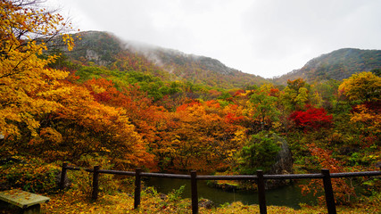 霧の紅葉山、新潟県佐渡島紅葉山公園の紅葉