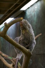 PREHENSILE-TAILED PORCUPINE or COENDOU PREHENSILIS climbing on tree limbs in cage