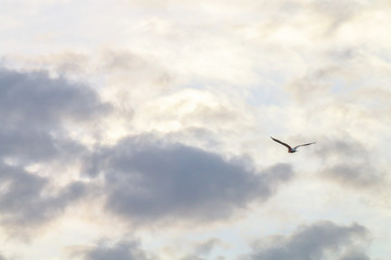 Icarus