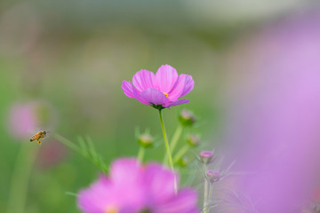 佐倉ふるさと広場のコスモス　千葉県佐倉市