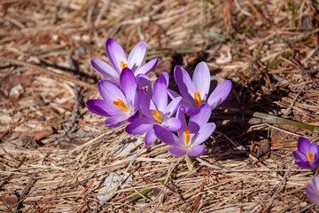 Crocuses blossom in the mountains Divcibare, Serbia
