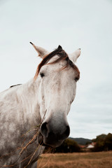 Obraz premium Portrait of a horse