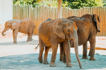 African Elephant at Montgomery Zoo