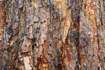 Bark of tree rufous nature texture background