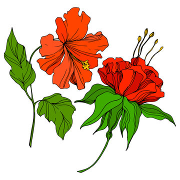 red hibiscus flowers green leaves clip art preview