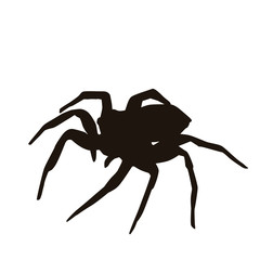 Spider Silhouette