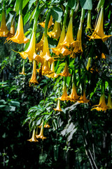 Angels Trumpets Datura, Solanaceae, Brugmansia,  the large, fragrant flowers give them their common...