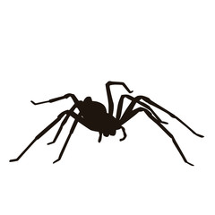 Spider Silhouette