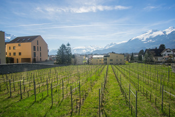 Fototapeta na wymiar The beautiful vineyards outside of the Cellars of the Prince of Liechtenstein Winery in Liechtenstein.