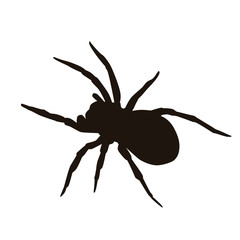 Spider Silhouette
