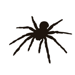 Spider Silhouette