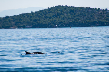 Obraz premium Kornati national parl, Croatia