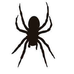 Obraz premium Spider Silhouette