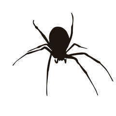 Spider Silhouette