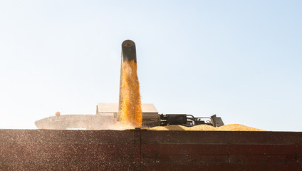 Unloading corn maize seeds.
