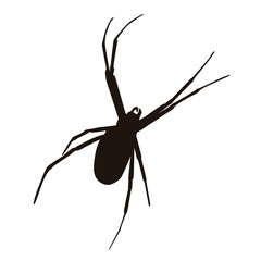 Spider Silhouette