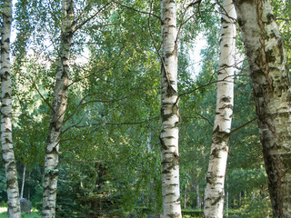 Fototapeta premium Spectacular patterns of silver birch tree in Alaska, USA. Betula pendula silver birch tree landscape