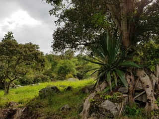 trees in the jungle