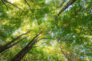 Fototapeta premium Details of a beech forest in autumn