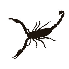 Scorpion Silhouette