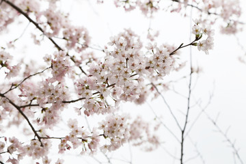 桜のレース模様