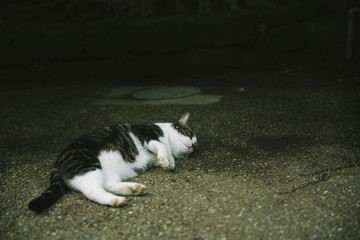 Fototapeta premium Sleepy cat