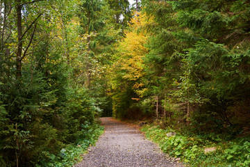 Fototapeta na wymiar Forest dirt road. Colorful leaves of trees in the autumn forest, colors of leaf-fall. Autumnal forest landscape.