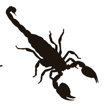 Scorpion Silhouette